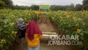 Budidaya kebun bunga matahari, sebulan raup untung 100 juta mungkin sebagian orang berpikir lahan pertanian digunakan. Sun Flower Garden Wisata Flora Yang Hiasi Kota Santri Jombang Kabar Jombang