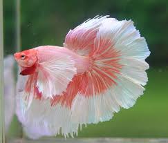 9 Awesome Giant Betta Fish In 2020 Pet Fish Freshwater Aquarium Fish Betta Fish Types