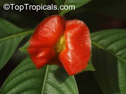 Image result for Psychotria moninensis