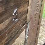 Snake got stuck in chicken coop and died