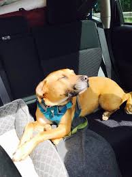 National pet adoption days often end up trending with relevant hashtags on twitter, facebook and instagram. Pets For Adoption At Vt Dog Rescue In Hinesburg Vt Petfinder