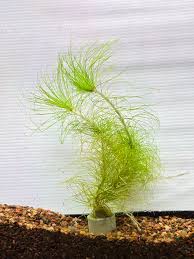 Image result for Eriocaulon setaceum