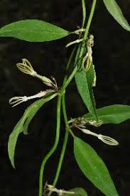 Image result for Ceropegia stenantha