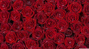 Comments for the red rose wallpaper. Red Rose Hd Wallpapers Wallpaper Cave