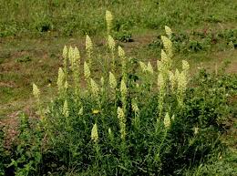 Image result for Resedaceae