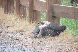 Livestream demos of machinery and materials. 13 Legitimate Reasons To Start Raising Quail In Your Urban Homestead