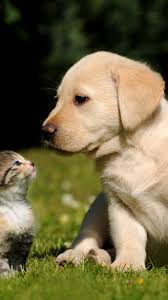 One calls the puppy, gives it a treat and then the other immediately calls the puppy to the other end of the room, house or yard, also for a treat. Wallpaper Friends Cat Dog Puppy Kitty Green Grass Sunny Day Cute Pet Animals 721