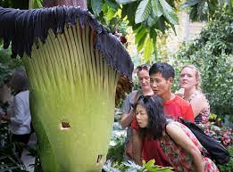 The titan arum is also known as the corpse flower san marino (cbsla) — if a corpse flower blooms at the huntington library and no one is there to smell. Livestream First Of Three Corpse Flowers Bloomed At The Botanic Garden Dcist