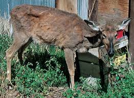 Chronic Wasting Disease In Arkansas