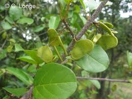 Image result for Hymenocardia