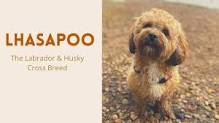 Lhasapoo - The Amazing mix of Lhasa Apso and a Poodle or Miniature Poodle