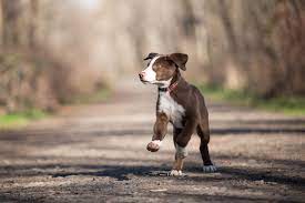 Borador Border Collie Lab Mix Pictures Info Care Guide Traits Pet Keen