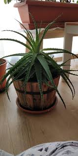 Wait until the baby aloe vera plant is big enough and then separate it types of aloe plants (with pictures and names). Help Aloe With Droopy Leaves And Purple Colouring Plantclinic