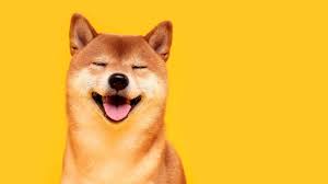 The Next Shiba Inu 7 Meme Coins To Keep On Your Crypto Radar Investorplace