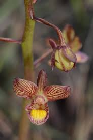 Image result for Eulophia clitellifera