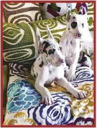 As breeders with 11 years of breeding experience, our philosophy or role is to make sure all our great dane puppies are loved and spoiled from the get go. 10 Dane Obsession Ideas Dane Doggy Great Dane