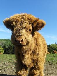 Baby Heilan Coo Fluffy Animals Cute Animals Baby Highland Cow