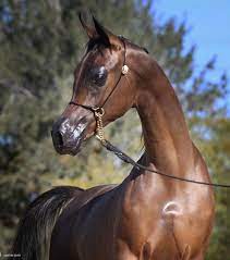 صور الحصان العربي موقع صور يومصر arabian horse horses horse breeds