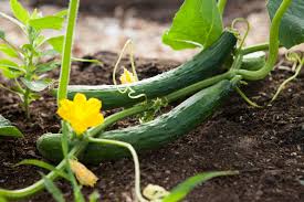 Image result for how to self pollinate cucumbers