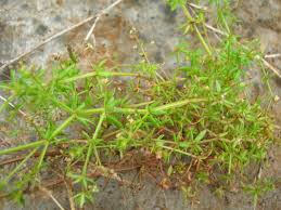 Image result for Galium