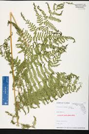 Image result for Ctenitis cirrhosa