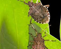 However, it is important to understand that wasps have been known to target stink bugs. Why Are There So Many Stink Bugs In My Home Bugg Control Inc Pest Control