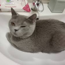 Wink Wink Mia Britishshorthair Cat Grey Kedi