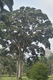 Image result for Milicia excelsa