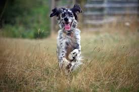 Black And White English Setter English Setter Google Search Hunting Dogs Breeds English Setter Dogs English Setter