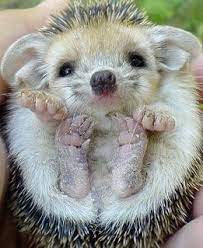 I Want One Cute Baby Animals Baby Animals Animals Beautiful