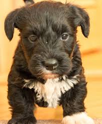 Image result for ČESKÝ TERIÉR