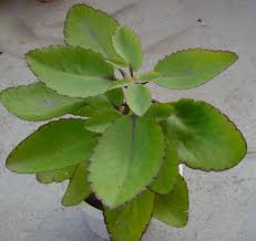 Image result for Kalanchoe pinnata