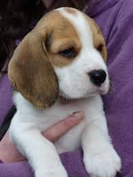 Beagle Dog Beagle Puppy Beagle Dog Dogs