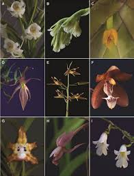 Image result for Habenaria tenuispica