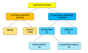 Image result for Peripheral Nervous System