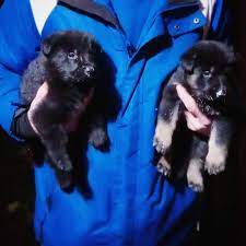 which one should we choose choose in 2020 german shepherd dogs working dogs police dogs