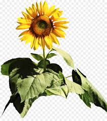 Bentuk dari bunga matahari biasa besar gagah. Umum Bunga Matahari Bunga Potong Biji Bunga Matahari Gambar Png