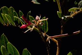 Image result for Indigofera lyallii