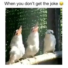 Bird Bouncing Golf Ball Fake Funniest Cat And Dog Videos Animal Jokes Cute Funny Animals Funny Animal Memes