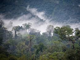 Image result for Sterculia subviolacea