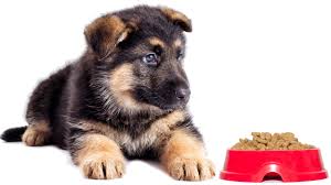 To help you choose the best dog food for your furry companion, we've compiled a list of our top picks in dry and wet foods for puppies and. Choosing The Best Food For German Shepherd Puppies