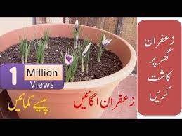 How To Grow Saffron Plant At Home And Earn Huge Money Urdu Hindi Youtube Saffron Plant Plants Growing Saffron