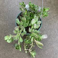 Image result for Kleinia grantii