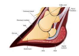 Image result for hoof disease chart for cow