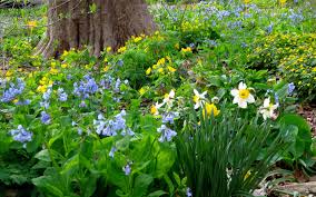 Tall shade perennial zone 5. I D Rather Be Blue 10 Blue Perennials For Your Garden Enchanted Gardens