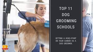 Your daily dose of cuteness. Top 11 Dog Grooming Schools For 2021 Choose Wisely