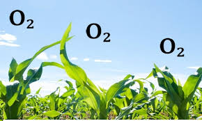 نتیجه جستجوی لغت [oxygen] در گوگل