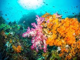 Mendatangi berbagai tempat terindah di dunia pasti akan membuat anda terkesima. 10 Destinasi Dengan Pemandangan Bawah Laut Terindah Di Dunia Blog Unik