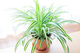 While signing up you have to disclose a few important facts like your preferred style of planter, amount and. Best Plant Subscription Boxes Of 2021