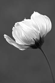 Beautiful Black And White Art Pictures Simply Beautiful In Black And White By Penny Meyers Black White Art Black And White Painting Black And White Flowers